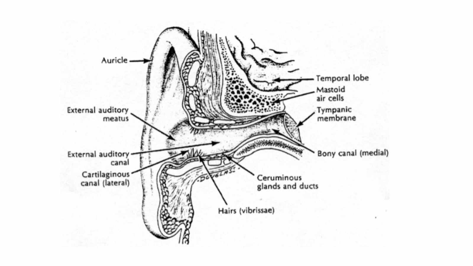 Everything You Need to Know About Earwax Glands
